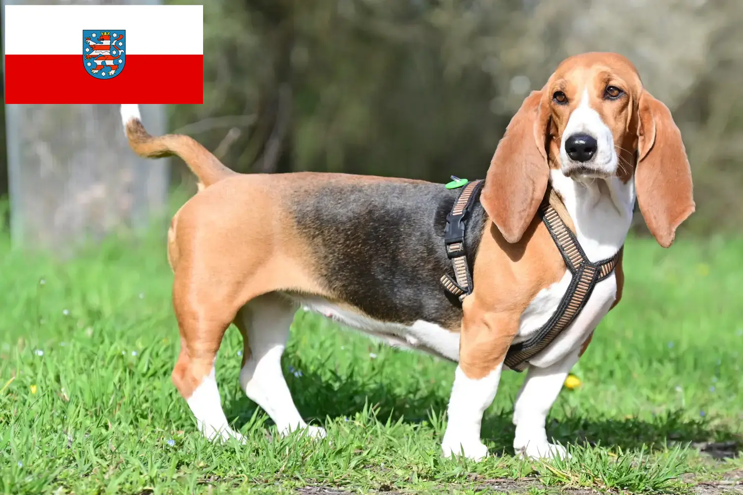 Read more about the article Basset Hound tenyésztők és kölykök Türingiában
