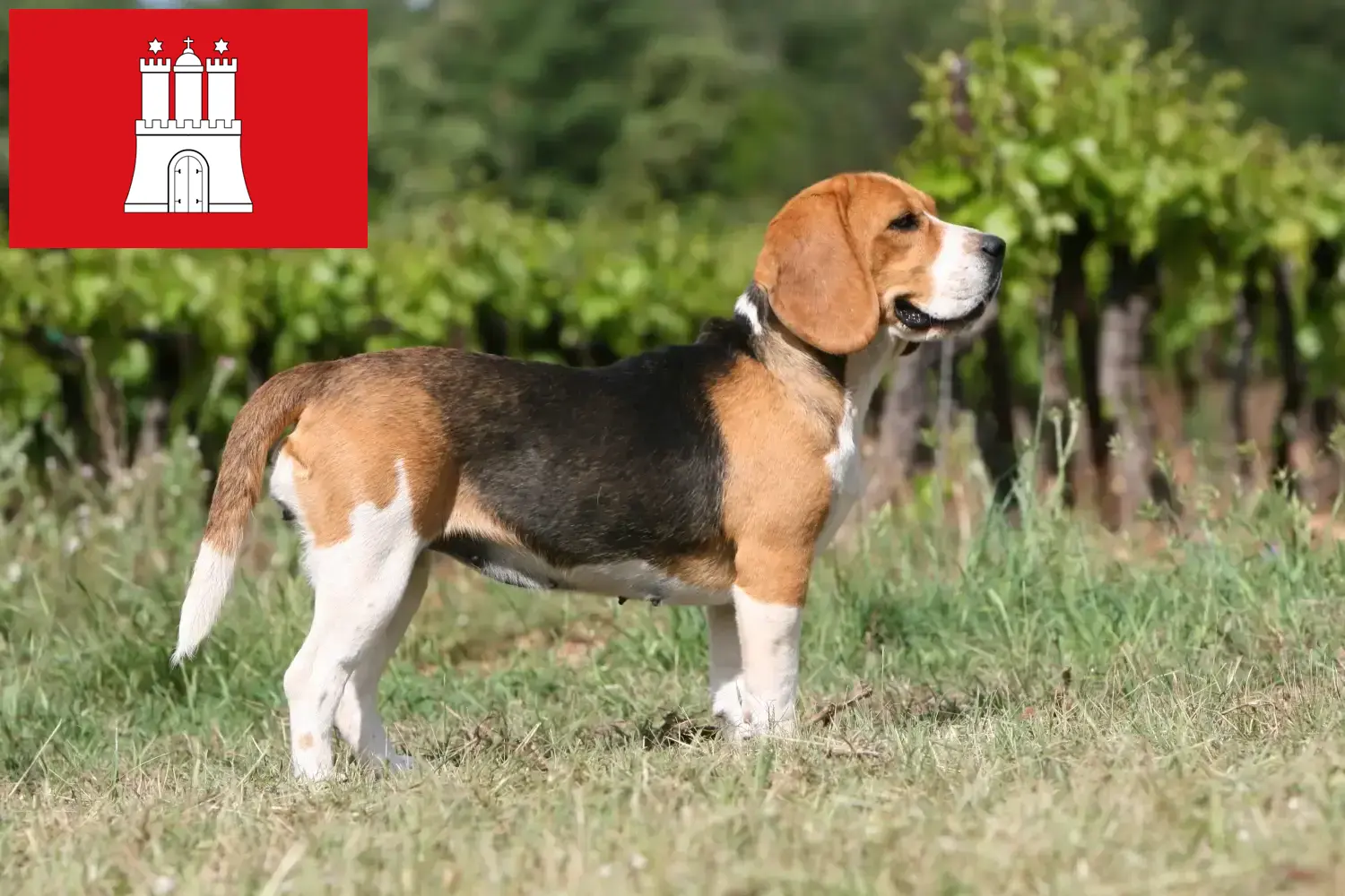 Read more about the article Beagle tenyésztők és kölykök Hamburgban