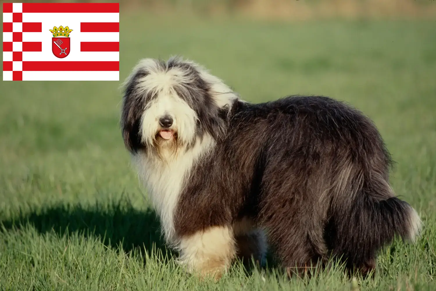 Bearded Collie kiskutyák és tenyésztők Bremen Keresse meg a Bearded Collie tenyésztőket Brémában.