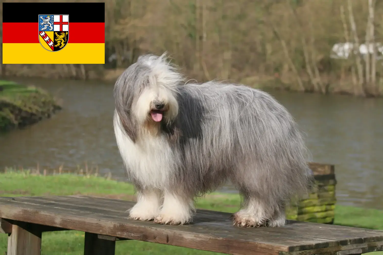 Bearded Collie kiskutyák és tenyésztők Saarland Itt találhat Bearded Collie tenyésztőket Saar-vidéken.