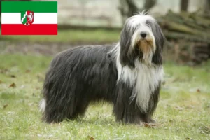 Read more about the article Bearded Collie tenyésztők és kölykök Észak-Rajna-Vesztfália területén