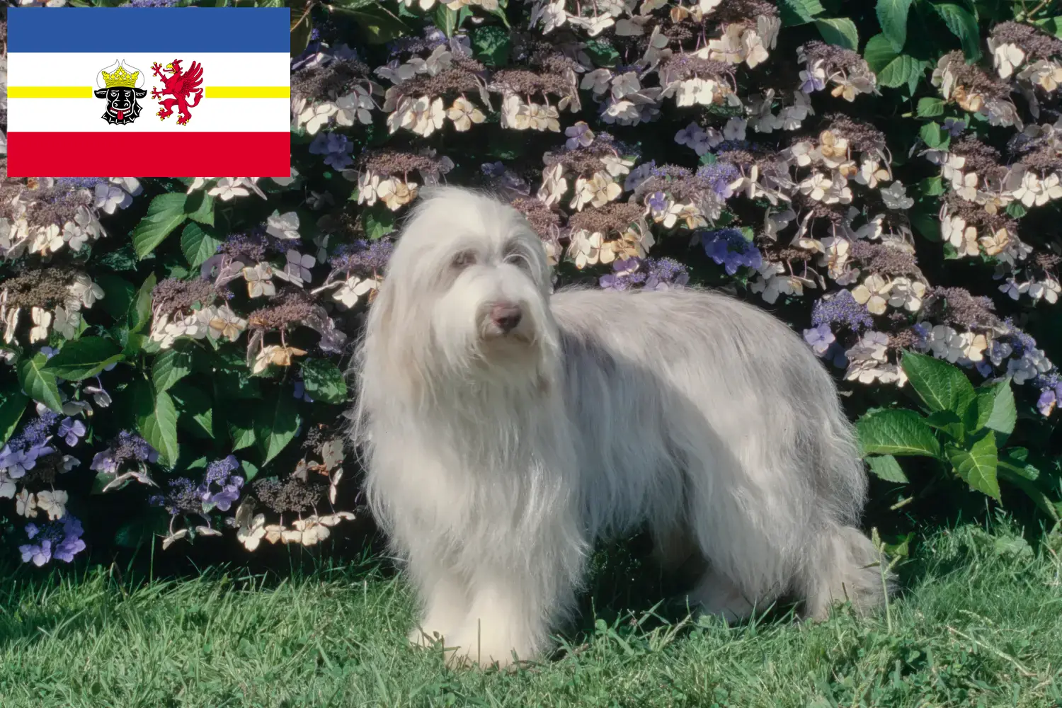 Bearded Collie kölyökkutyák és tenyésztők Mecklenburg-Vorpommern Itt találhat Bearded Collie tenyésztőket Mecklenburg-Elő-Pomeránia területén.