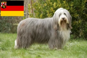 Read more about the article Bearded Collie tenyésztők és kölykök Rajna-vidék-Pfalzban