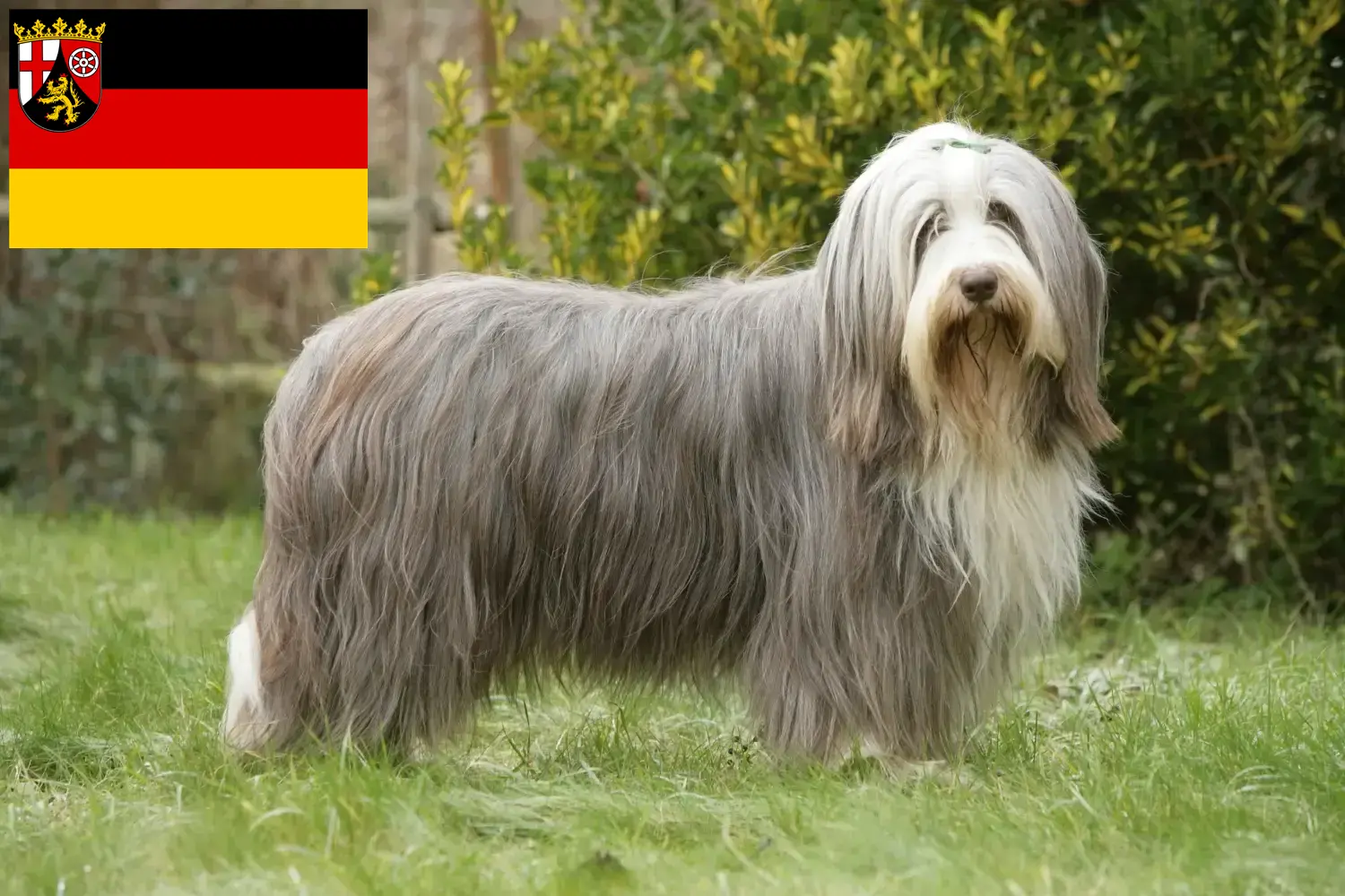 Bearded Collie kiskutyák és tenyésztők Rajna-vidék-Pfalz Itt találhat Bearded Collie tenyésztőket Rajna-vidék-Pfalzban.