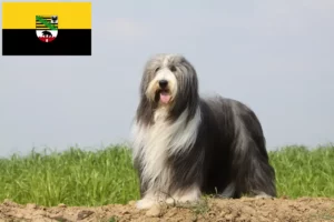 Read more about the article Bearded Collie tenyésztők és kölykök Szász-Anhaltban