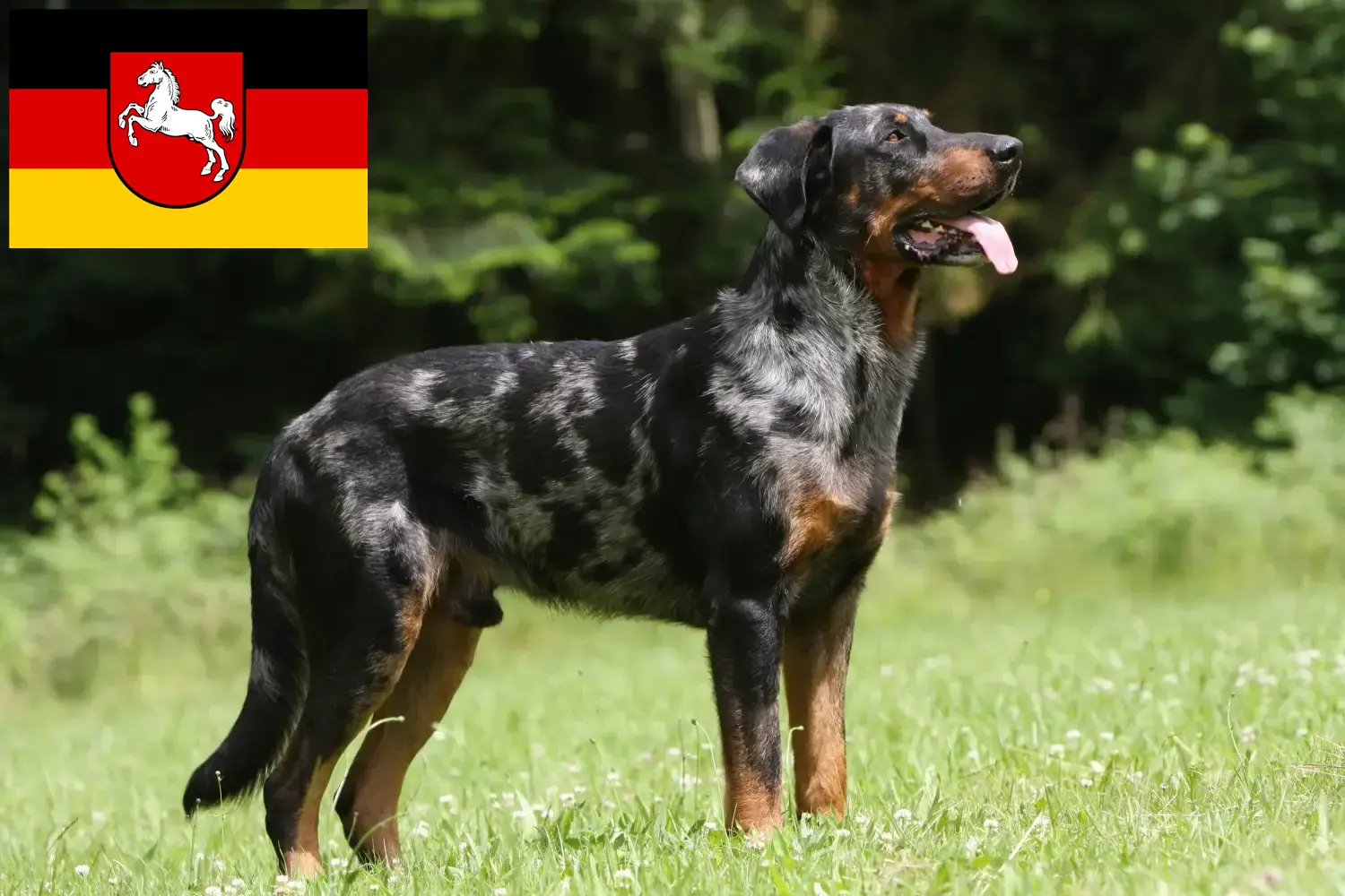 Beauceron kiskutyák és tenyésztő Alsó-Szászországban Itt találhat Beauceron tenyésztőket Alsó-Szászországban.
