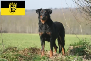 Read more about the article Beauceron tenyésztők és kölykök Baden-Württembergben