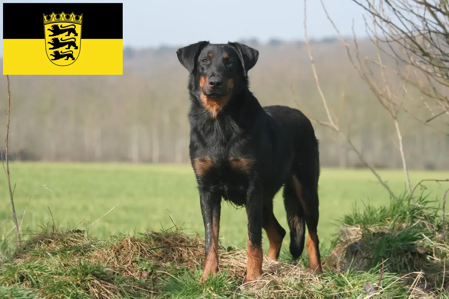 Beauceron kölyökkutyák és tenyésztők Baden-Württembergben Itt találhat Beauceron tenyésztőket Baden-Württembergben.