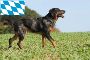 Read more about the article Beauceron tenyésztők és kölykök Bajorországban