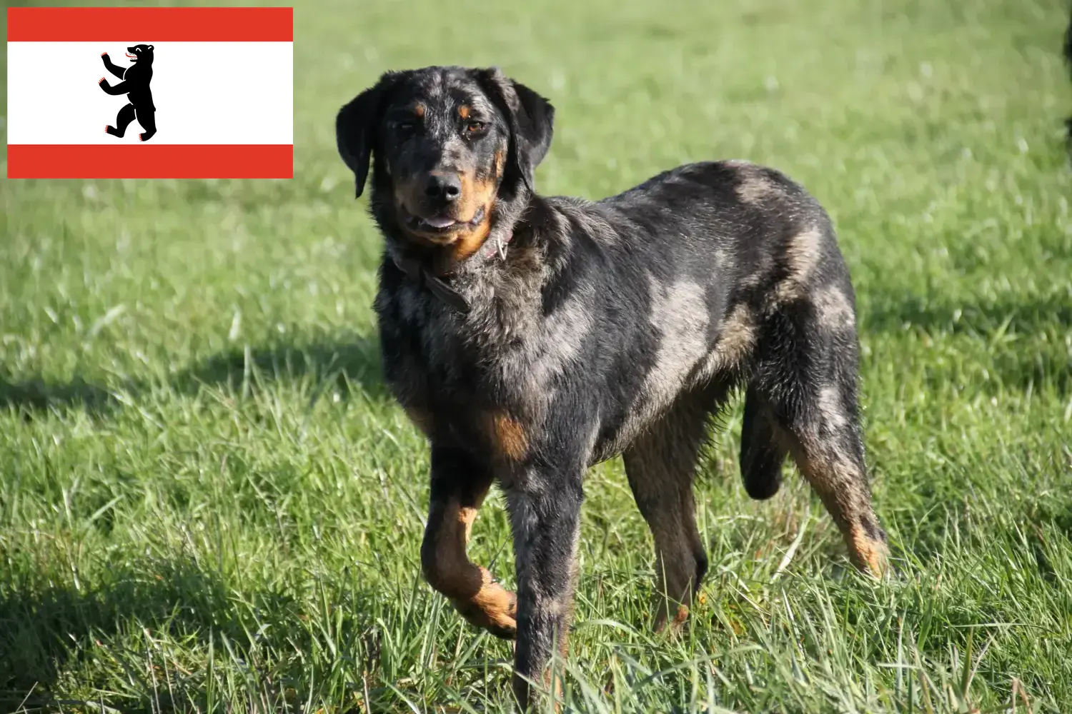 Beauceron kiskutyák és tenyésztők Berlin Itt találhat Beauceron tenyésztőket Berlinben.