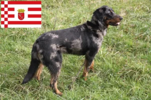 Read more about the article Beauceron tenyésztők és kölykök Brémában