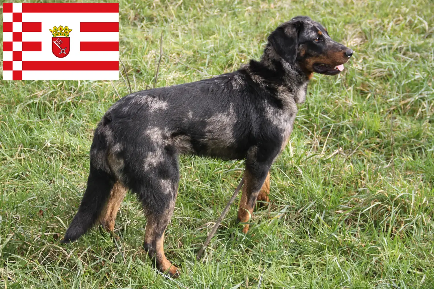 Beauceron kölykök és tenyésztők Bremen Itt találhat Beauceron tenyésztőket Brémában.