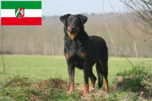 Read more about the article Beauceron tenyésztők és kiskutyák Észak-Rajna-Vesztfália területén