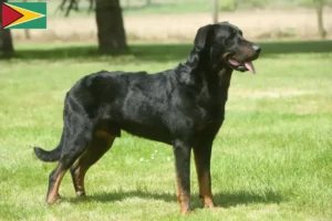 Read more about the article Beauceron tenyésztők és kölykök Guyana-ban