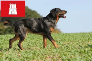 Read more about the article Beauceron tenyésztők és kölykök Hamburgban