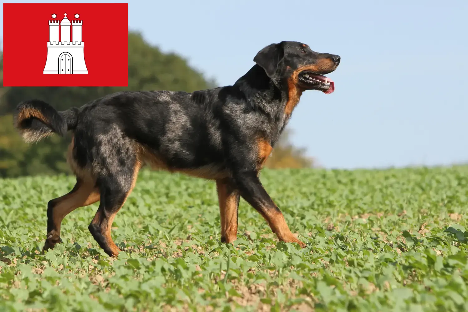 Beauceron kölykök és tenyésztők Hamburg Itt megtalálja a hamburgi Beauceron tenyésztőket.