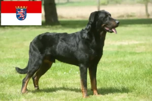 Read more about the article Beauceron tenyésztők és kölykök Hessenben