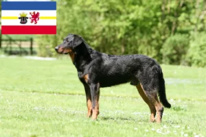 Read more about the article Beauceron tenyésztők és kölykök Mecklenburg-Vorpommernben