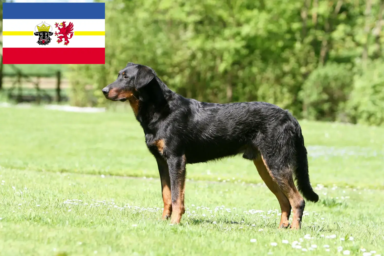 Beauceron kölyökkutyák és tenyésztők Mecklenburg-Vorpommern Itt találhat Beauceron tenyésztőket Mecklenburg-Elő-Pomeránia területén.
