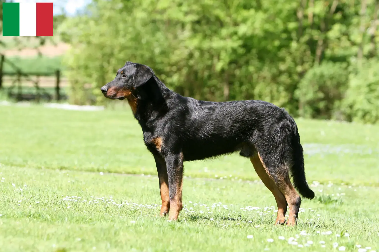 Beauceron kiskutyák és tenyésztők Olaszországban Itt megtalálja a Beauceron tenyésztőket Olaszországban.