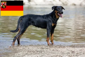 Read more about the article Beauceron tenyésztők és kölykök Rajna-vidék-Pfalzban