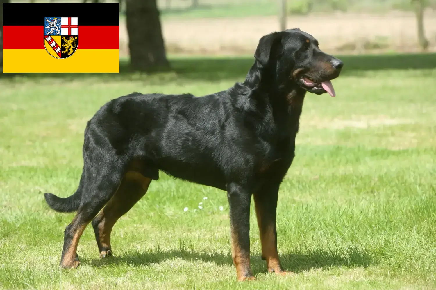 Beauceron kölykök és tenyésztő Saarland Itt megtalálhatja a Saar-vidéki Beauceron tenyésztőket.