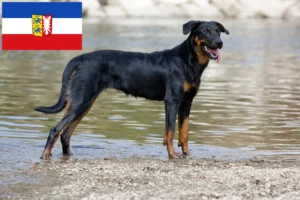 Read more about the article Beauceron tenyésztők és kölykök Schleswig-Holstein tartományban