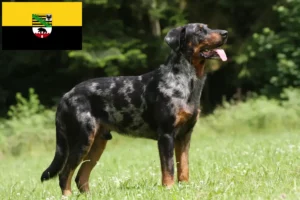 Read more about the article Beauceron tenyésztők és kölykök Szász-Anhaltban