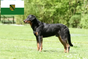 Read more about the article Beauceron tenyésztők és kölykök Szászországban