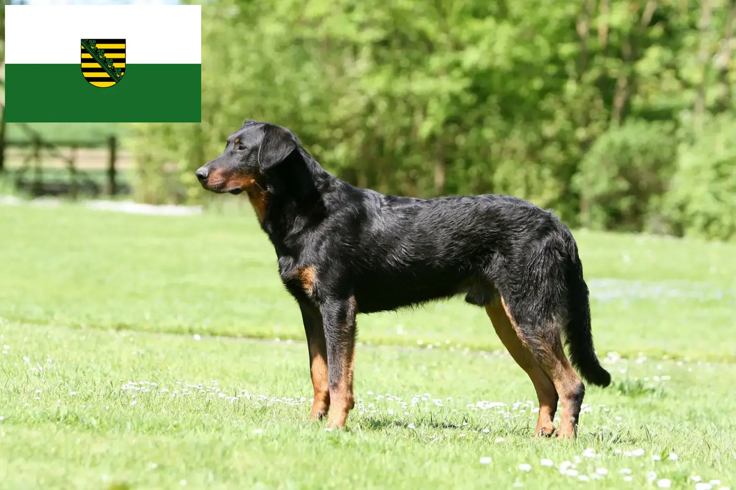Beauceron kiskutyák és tenyésztő Szászország Itt találsz Beauceron tenyésztőket Szászországban.