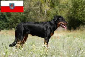 Read more about the article Beauceron tenyésztők és kölykök Türingiában
