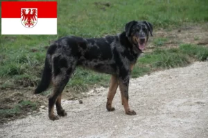 Read more about the article Beauceron tenyésztők és kölykök Brandenburgban