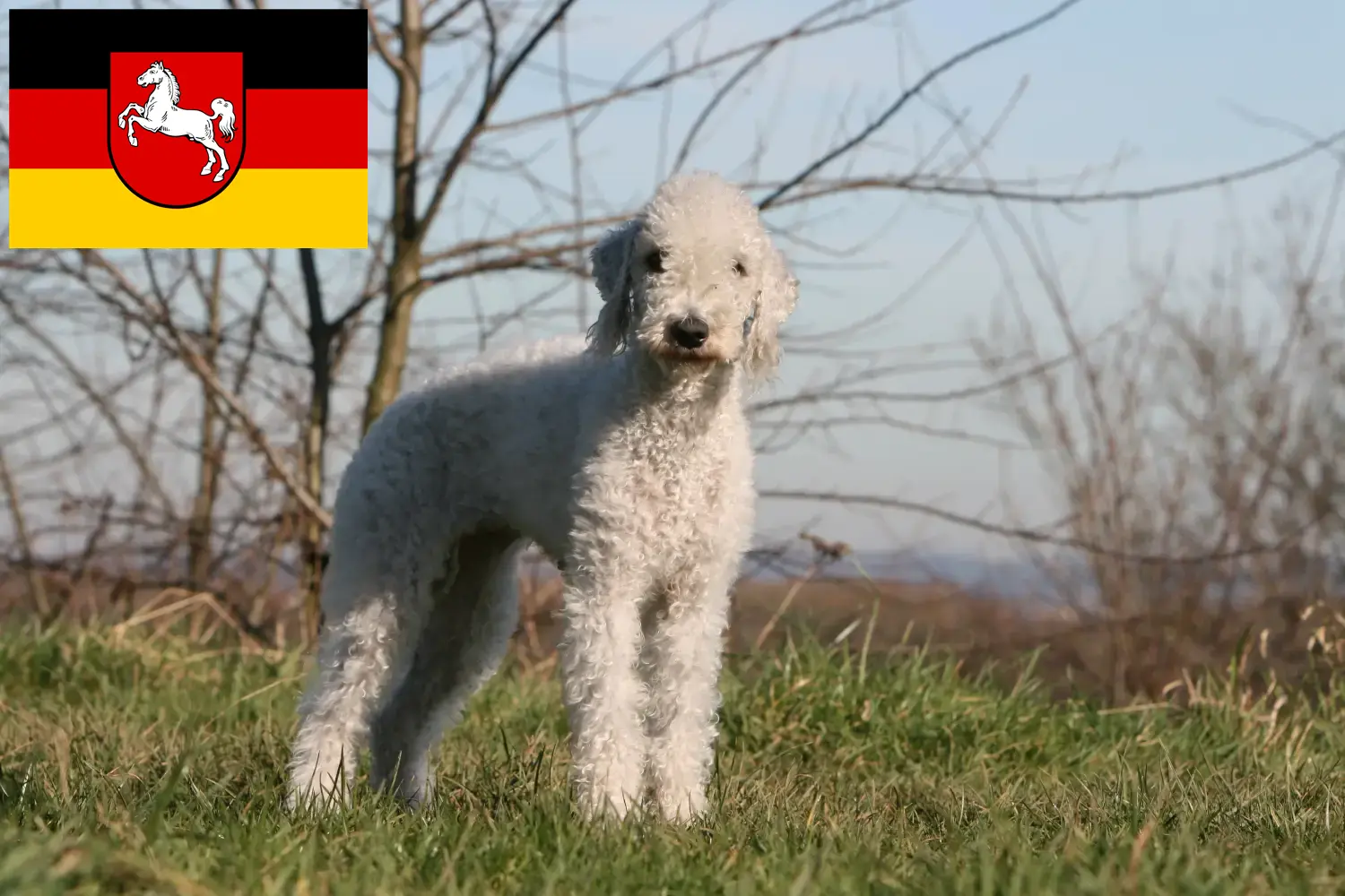 Read more about the article Bedlington terrier tenyésztők és kiskutyák Alsó-Szászországban