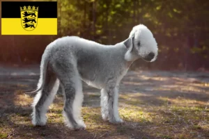 Read more about the article Bedlington terrier tenyésztők és kölykök Baden-Württembergben