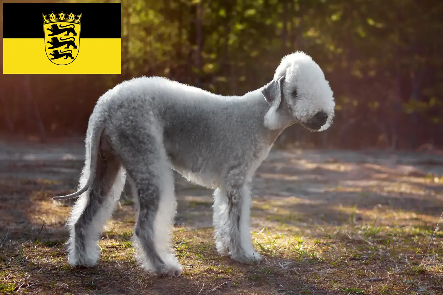 Read more about the article Bedlington terrier tenyésztők és kölykök Baden-Württembergben