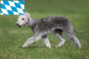Read more about the article Bedlington terrier tenyésztők és kiskutyák Bajorországban