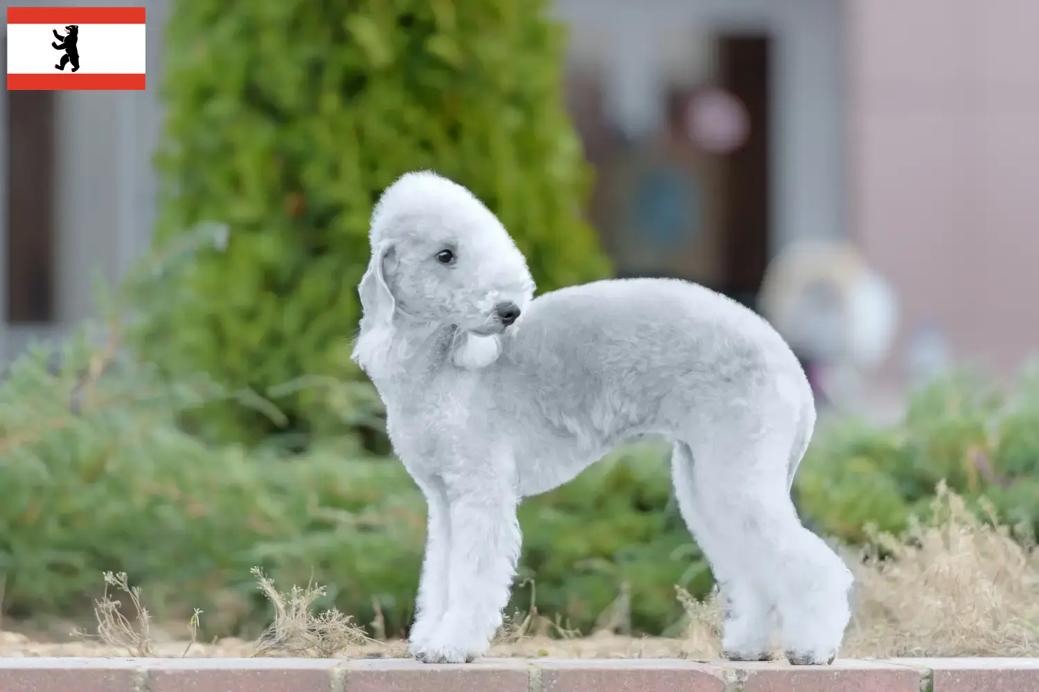 Bedlington terrier kölykök és tenyésztők Berlin Berlini Bedlington terrier tenyésztőket itt találsz.
