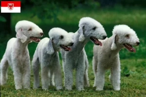 Read more about the article Bedlington terrier tenyésztők és kölykök Brandenburgban