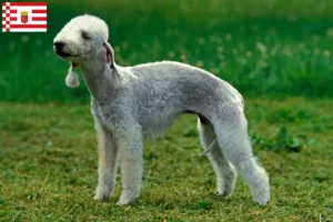 Read more about the article Bedlington terrier tenyésztők és kölykök Brémában