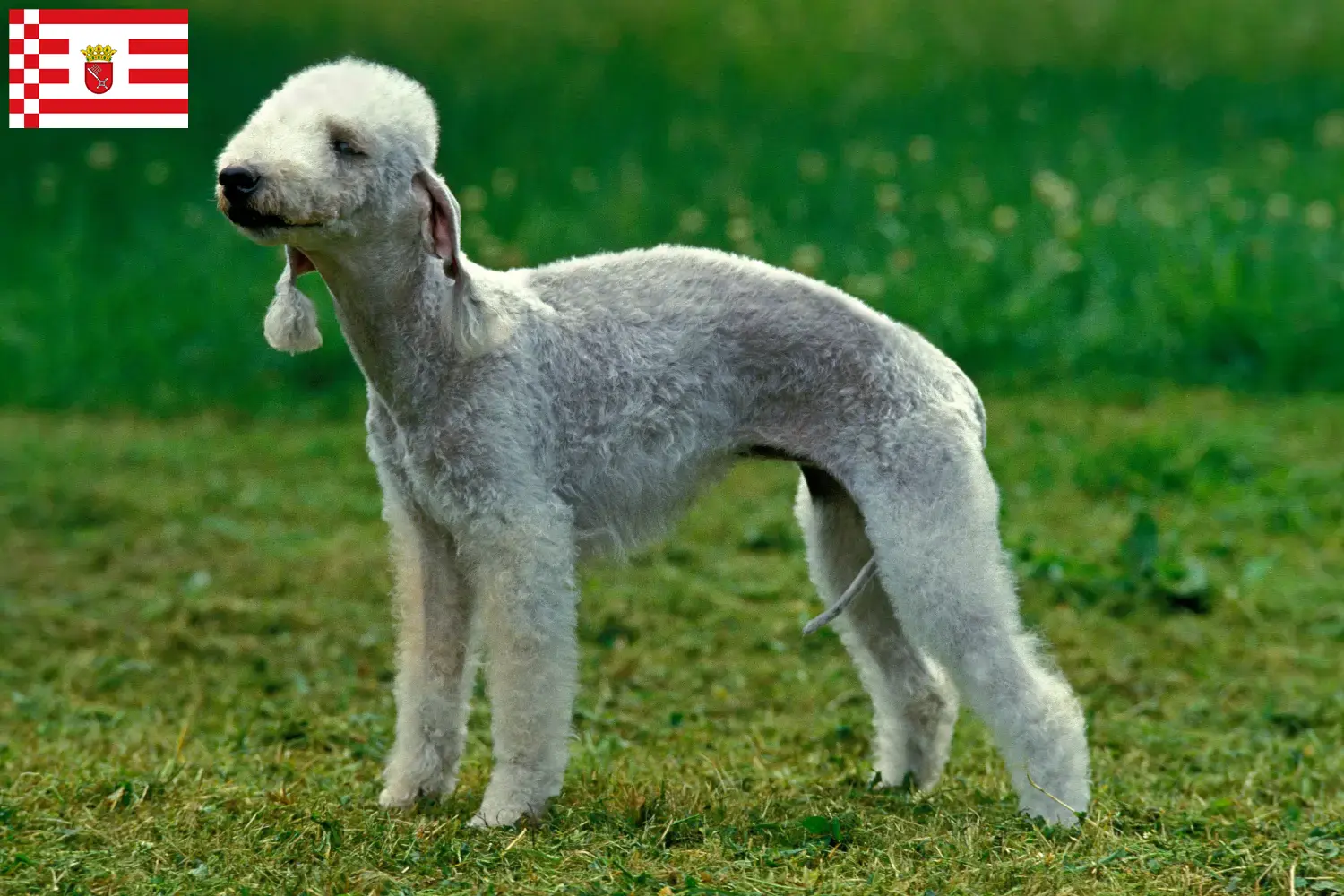 Read more about the article Bedlington terrier tenyésztők és kölykök Brémában
