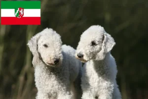 Read more about the article Bedlington terrier tenyésztők és kiskutyák Észak-Rajna-Vesztfália területén