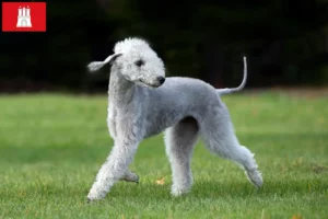 Read more about the article Bedlington terrier tenyésztők és kölykök Hamburgban