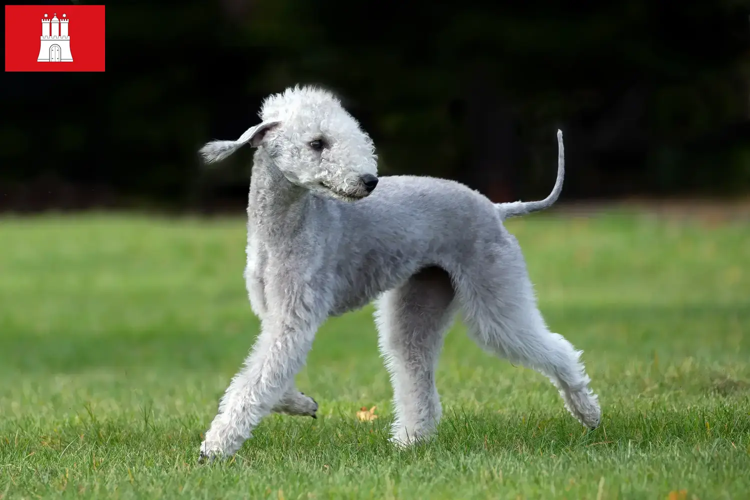 Read more about the article Bedlington terrier tenyésztők és kölykök Hamburgban