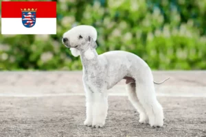 Read more about the article Bedlington terrier tenyésztők és kölykök Hessenben