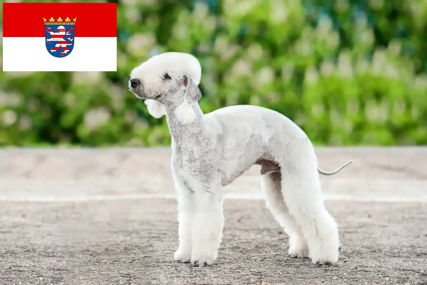 Bedlington terrier kölykök és tenyésztők Hessen Itt talál Bedlington terrier tenyésztőket Hessenben.