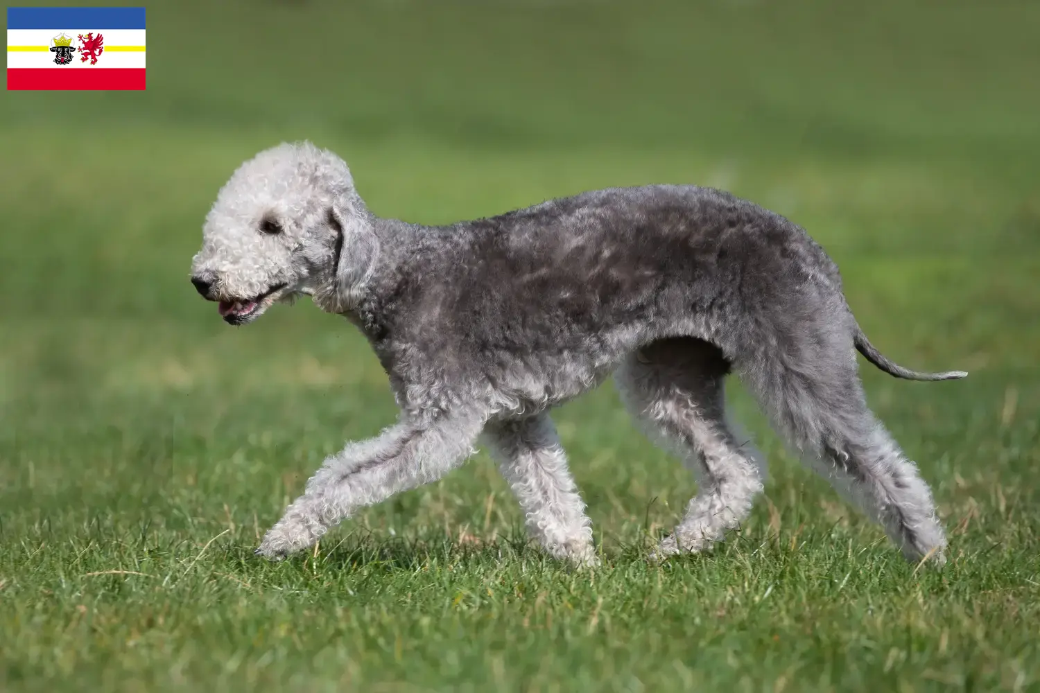 Read more about the article Bedlington terrier tenyésztők és kölykök Mecklenburg-Vorpommernben