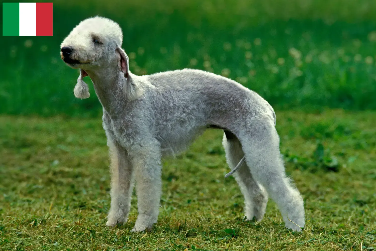 Bedlington terrier kölykök és tenyésztők Olaszország Olaszországi Bedlington terrier tenyésztőket itt találsz.
