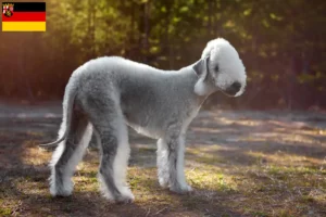 Read more about the article Bedlington terrier tenyésztők és kiskutyák Rajna-vidék-Pfalzban