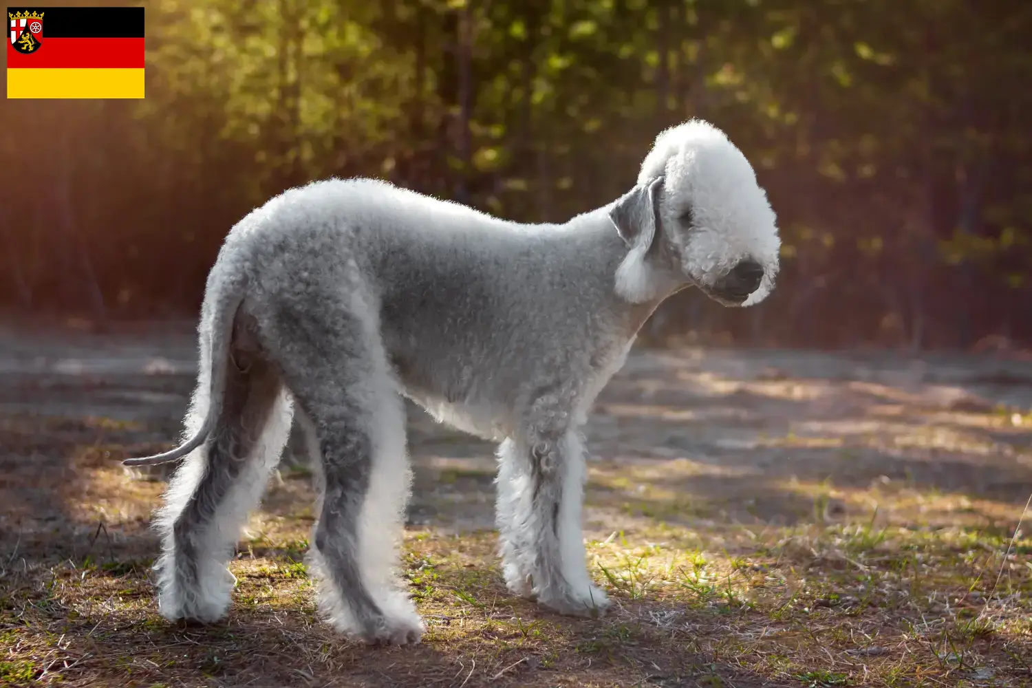 Read more about the article Bedlington terrier tenyésztők és kiskutyák Rajna-vidék-Pfalzban