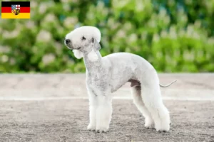Read more about the article Bedlington terrier tenyésztők és kölykök Saar-vidéken